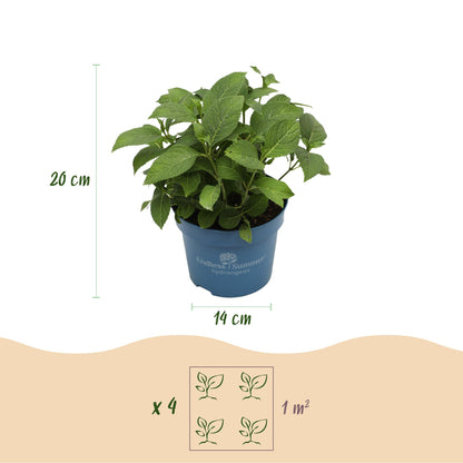 Hortensia Endless Summer The Original Pink : dimensions d'un plant en pot (20 cm de haut, pot de 14 cm) et densité de plantation (4 plants p