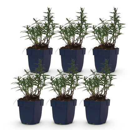 Aster de mer 'Schneekissen', six plants en pot bleu alignés sur un fond blanc uni, prêts à être plantés dans votre jardin.