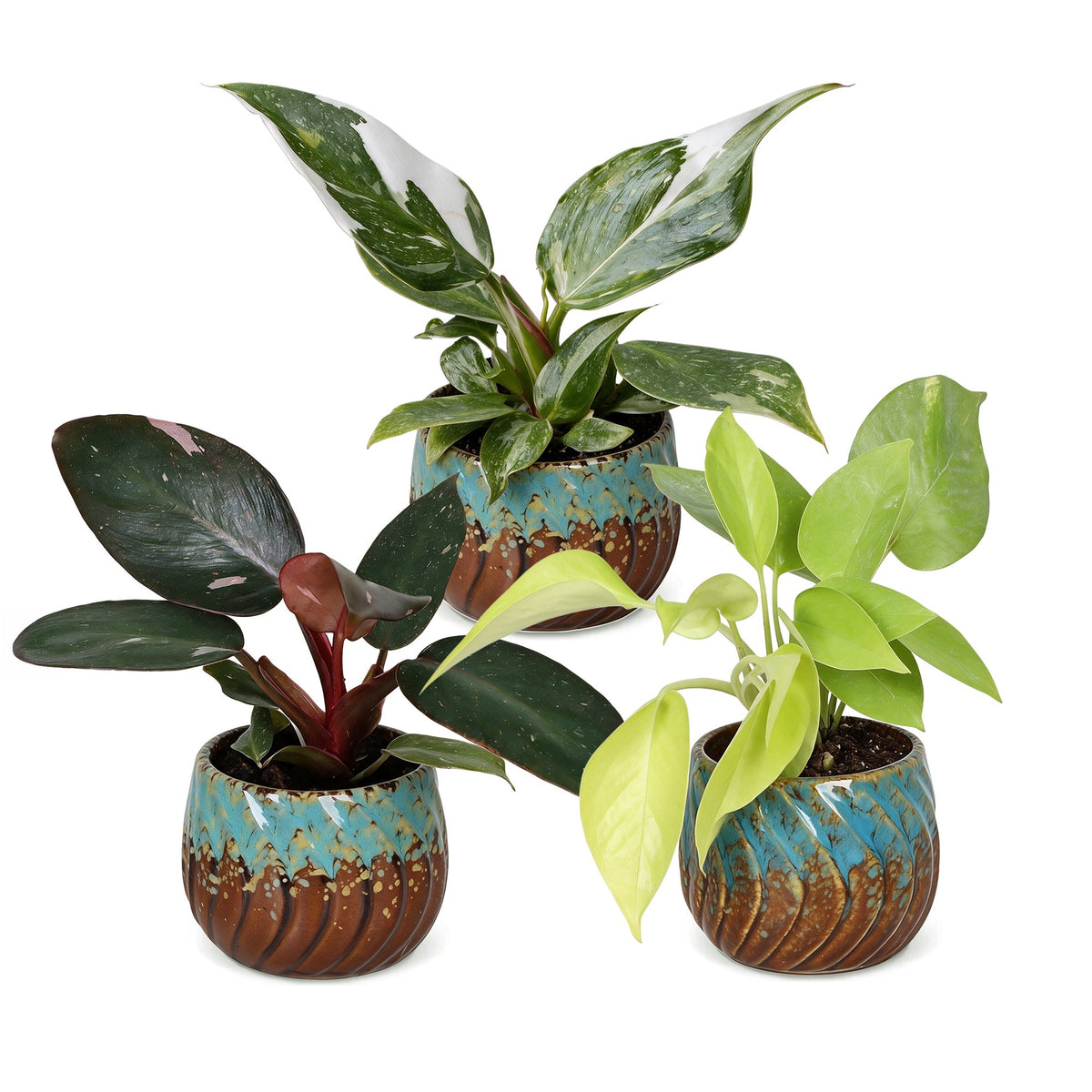 Philodendron panachés en pot de 6 cm, cache-pot cuivre et turquoise
