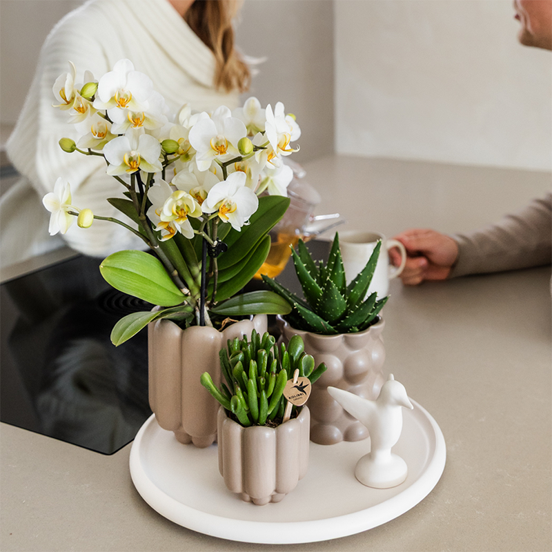 Orchidée Phalaenopsis blanche en pot