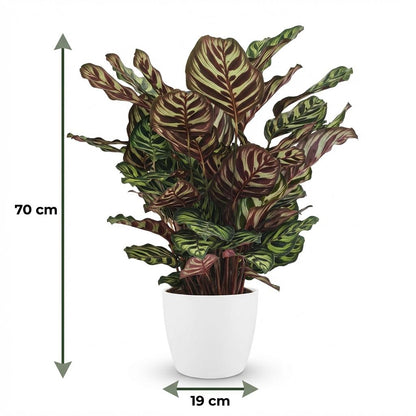 Plante d'intérieur - Plante Paon - Calathea Makoyana - Vert - Entretien facile - 1 Plante - avec Pot Blanc - Pot 19cm - Hauteur 70cm