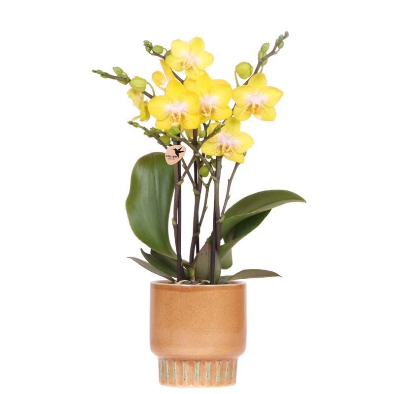 Orchidée Phalaenopsis 'Albenga' jaune (Phalaenopsis) - Pot 9 cm