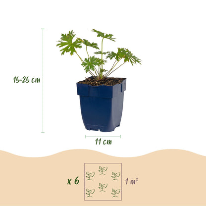 Géranium Johnson's Blue : infographie montrant un plant en pot, avec les dimensions (hauteur 15-25 cm, pot 11 cm) et la recommandation de 6 