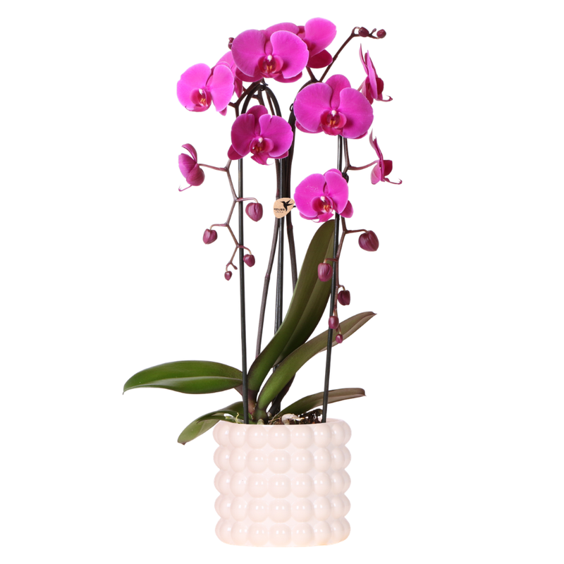 Orchidée Phalaenopsis 'Freeride Niagara Falls' violette (Phalaenopsis) - Pot 12 cm