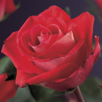 Rosa Red Climber. Gros plan d'une fleur de rosier grimpant rouge écarlate aux pétales délicats et soyeux, avec un cœur rosé.