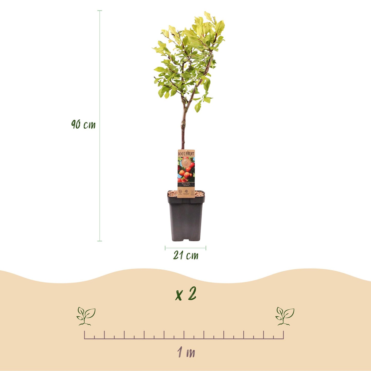 Pommier Prunus domestica Victoria, schéma montrant la hauteur du plant (90 cm), le diamètre du pot (21 cm), et l'espacement de plantation co