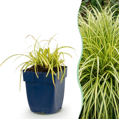Carex oshimensis Evergold : pot de jonc japonais persistant jaune-vert, accolé à une photo d'une haie luxuriante de la même plante.