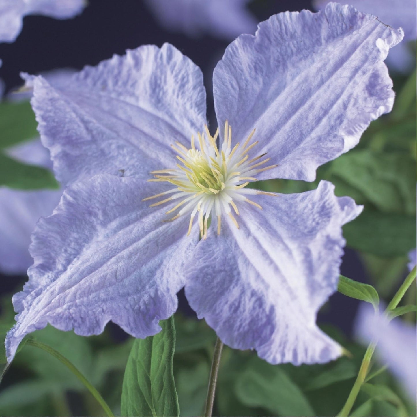 Clematis Blue Angel, gros plan sur la fleur bleu clair délicate aux pétales chiffonnés et au cœur jaune éclatant.