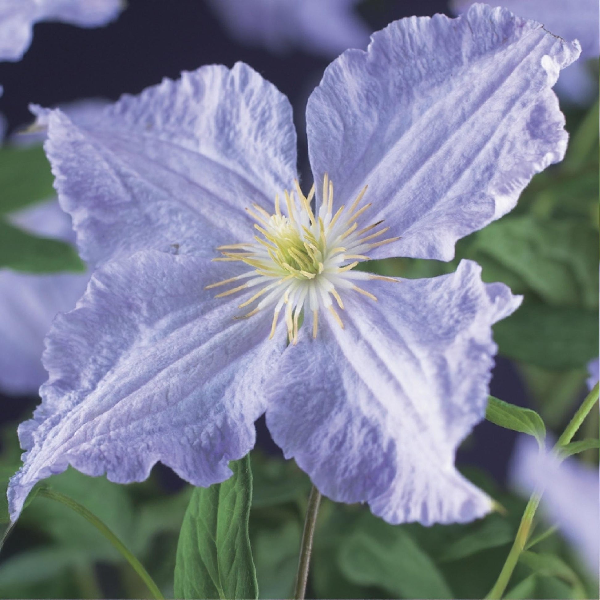 Clematis Blue Angel, gros plan sur la fleur bleu clair délicate aux pétales chiffonnés et au cœur jaune éclatant.