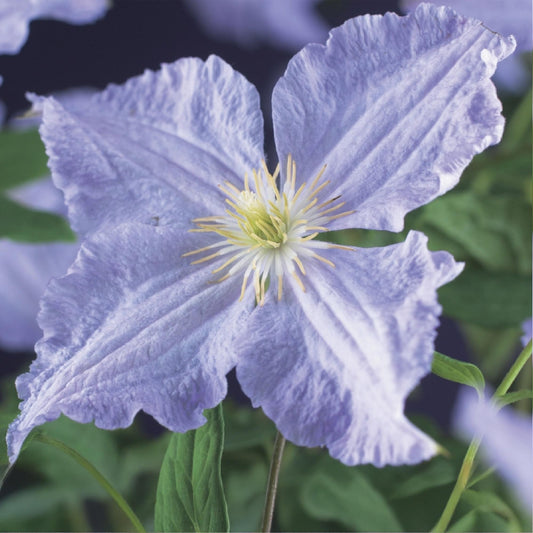 Clematis Blue Angel, gros plan sur la fleur bleu clair délicate aux pétales chiffonnés et au cœur jaune éclatant.