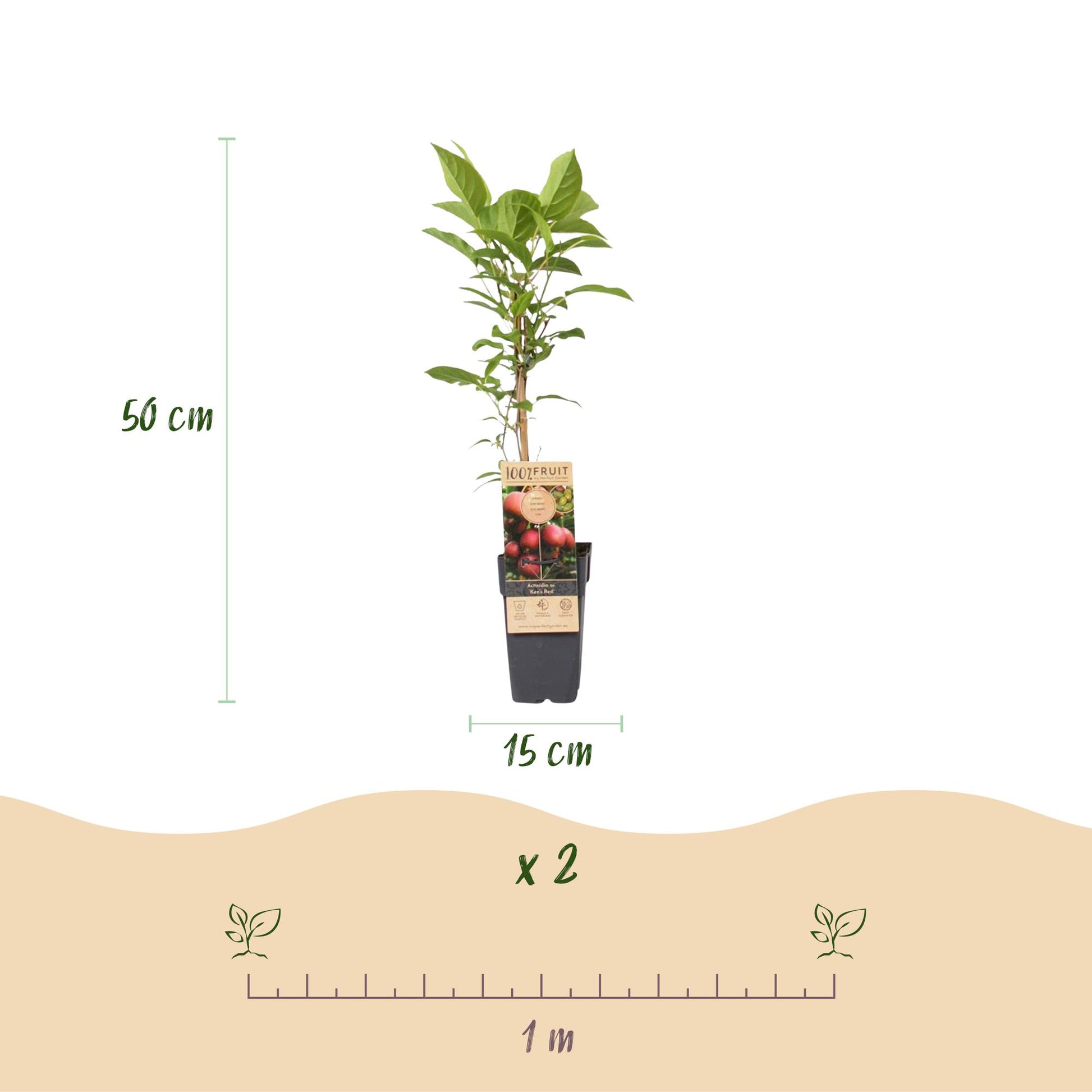 Kiwis Actinidia Weiki & Hayward, Ken's Red, Golden Kiwi : infographie sur les dimensions d'un plant de 50 cm de haut et pot de 15 cm de diam