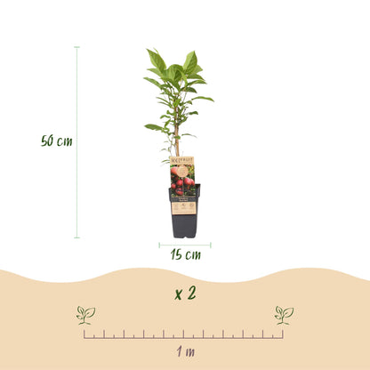 Kiwis Actinidia Weiki & Hayward, Ken's Red, Golden Kiwi : infographie sur les dimensions d'un plant de 50 cm de haut et pot de 15 cm de diam