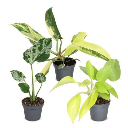 Bébés plantes rares en pot de 6 cm, 3 plantes, sans cache-pot