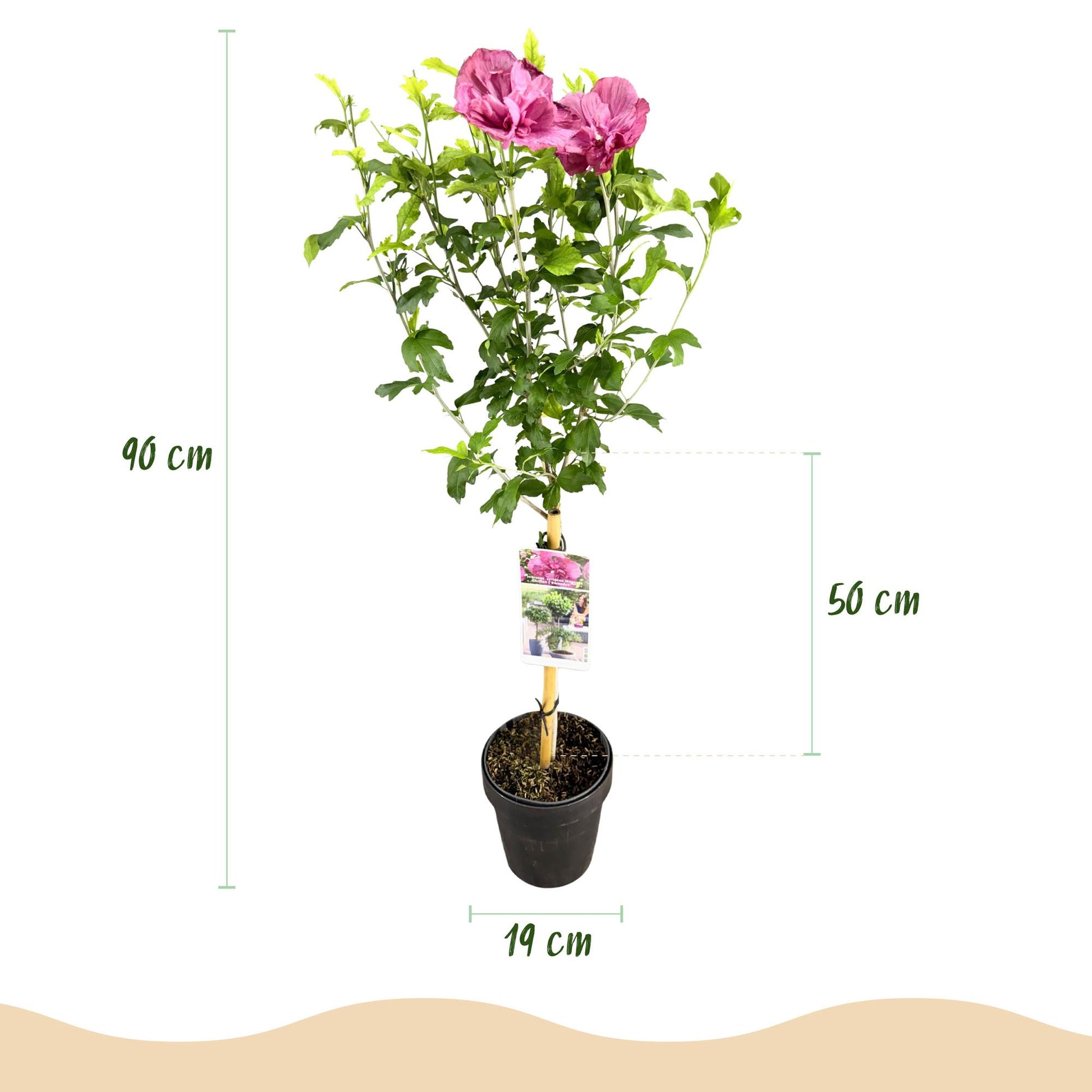 Hibiscus syriacus Magenta Chiffon® en pot noir, avec ses fleurs roses, mesurant 90 cm de haut et 19 cm de diamètre de pot. Hauteur de la tig