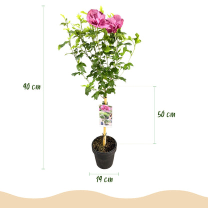 Hibiscus syriacus Magenta Chiffon® en pot noir, avec ses fleurs roses, mesurant 90 cm de haut et 19 cm de diamètre de pot. Hauteur de la tig