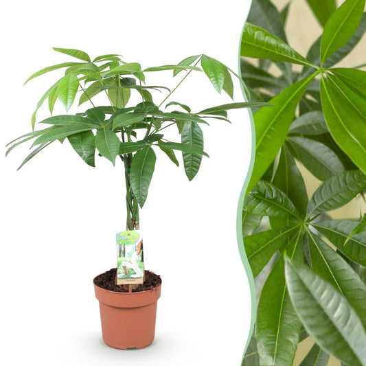 Plantes d'intérieur - Pachira Aquatica tige tressée - Arbre à monnaie - Peu d'entretien - Vert - 1 Plante - Pot 17cm - Hauteur 60-70cm