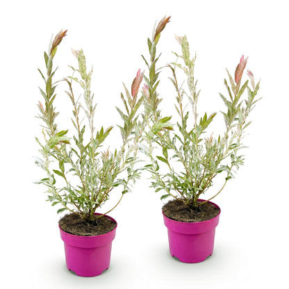 Salix Flamingo, deux jeunes plants en pots roses sur fond blanc, feuillage panaché de vert, blanc et jeunes pousses roses.