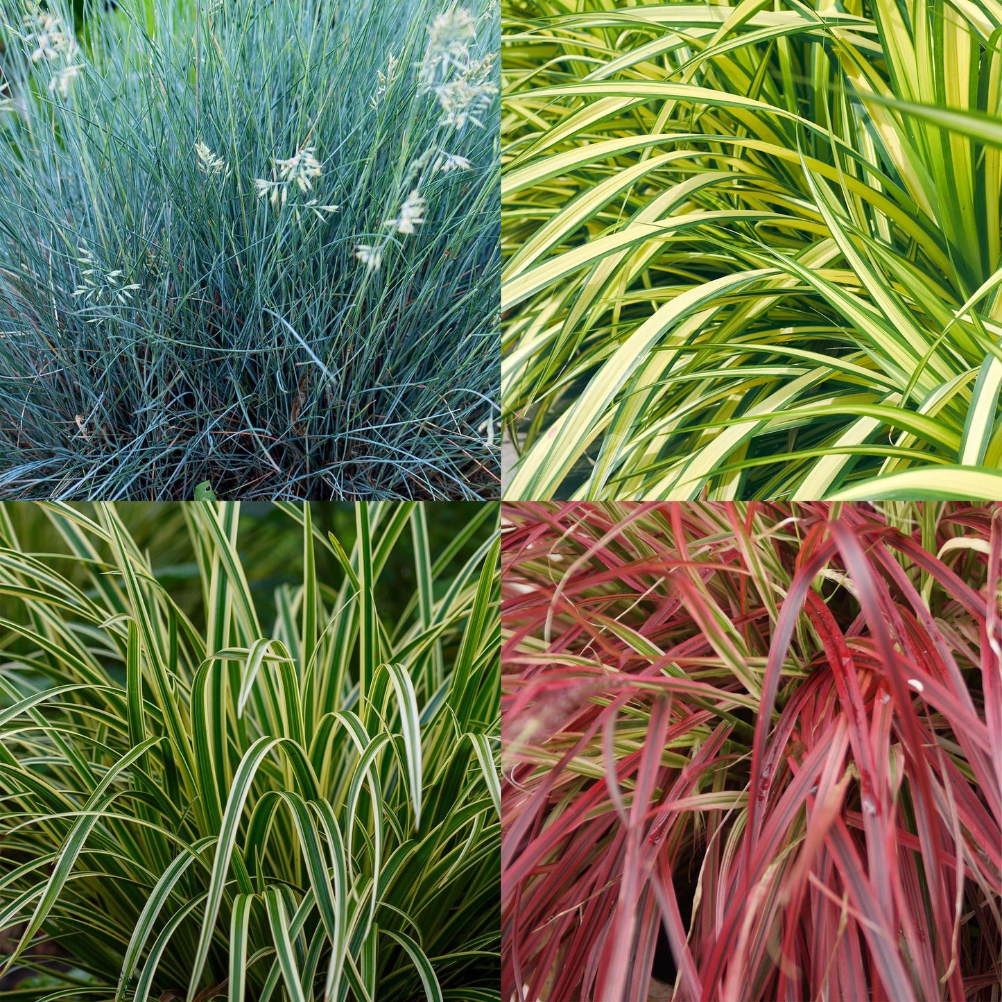 Graminées décoratives en lot : un plant bleu, un plant jaune-vert panaché, et deux plants panachés vert et rouge.