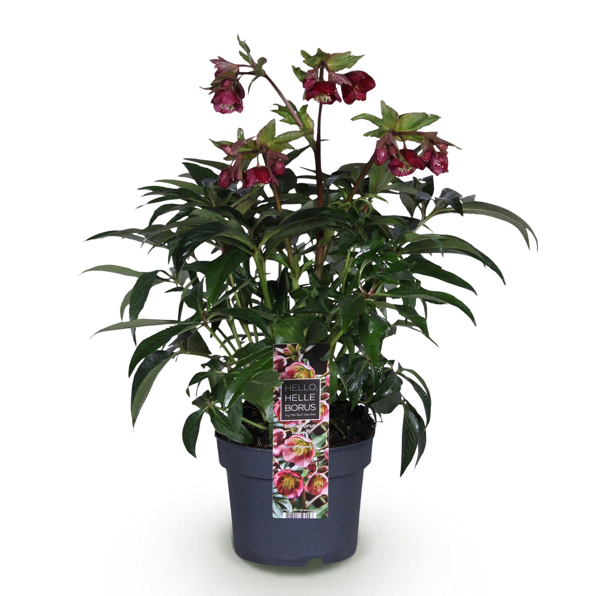 Hellébore 'Dacaya' - 1 plant en pot de 19 cm