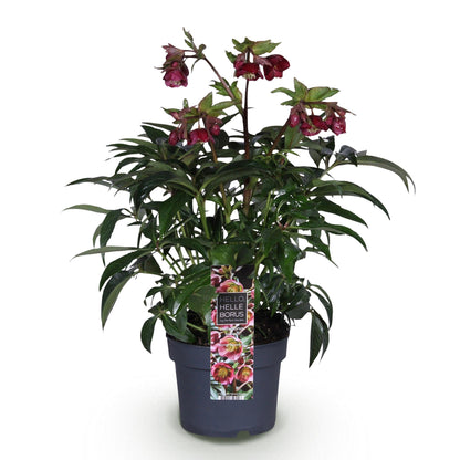 Hellébore 'Dacaya' - 1 plant en pot de 19 cm