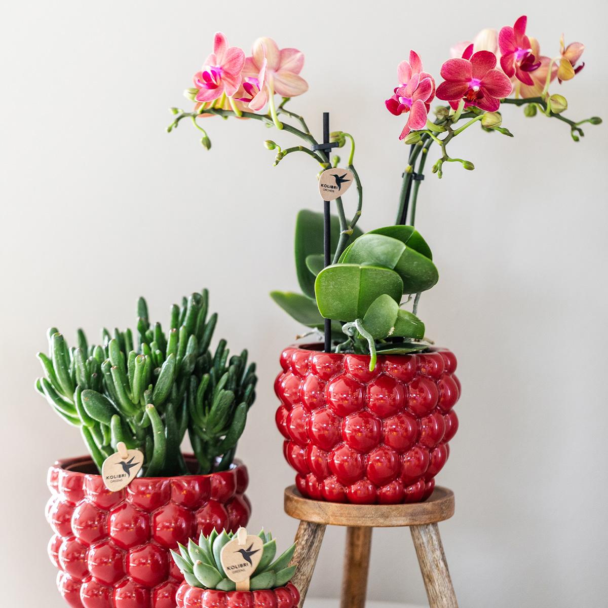 Orchidée Phalaenopsis rouge en pot