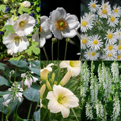 Kit de plantes vivaces : collage de gros plans de fleurs blanches variées, dont des roses trémières, anémones du Japon, asters nains et host