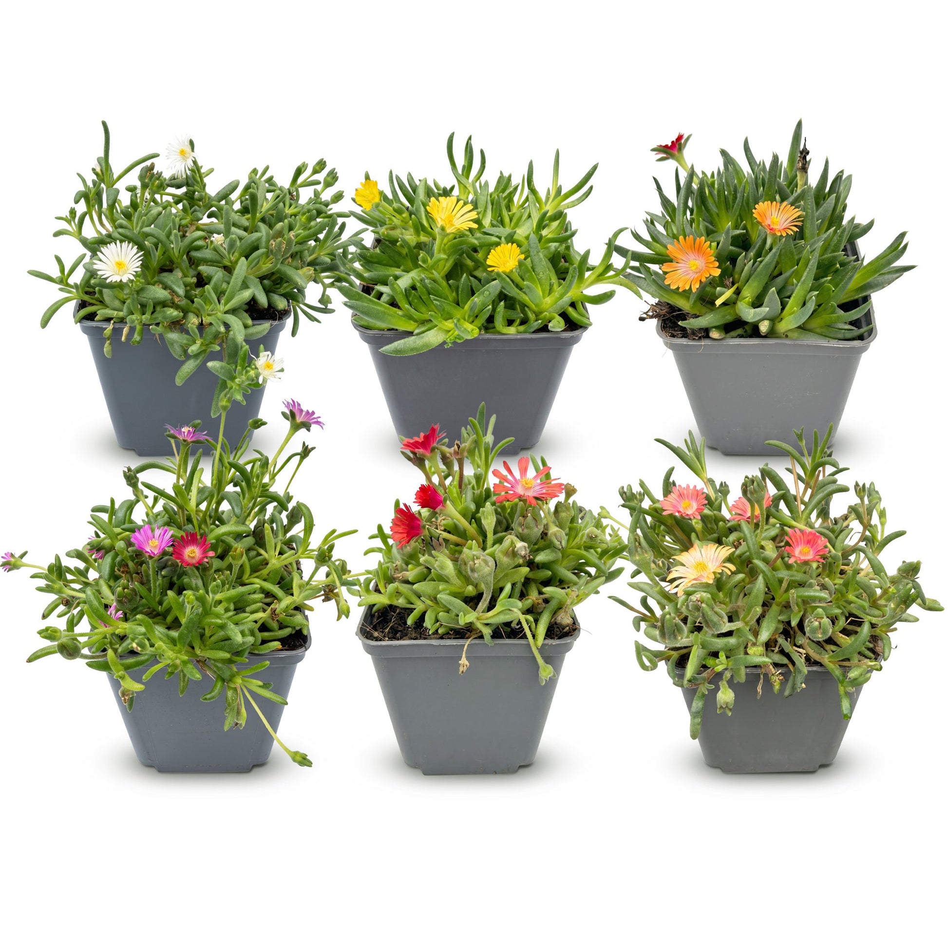 Delosperma mix. Six plants de ficoïde en pots individuels, avec des fleurs de couleurs variées (blanc, jaune, orange, rouge, rose, violet).