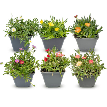 Delosperma mix. Six plants de ficoïde en pots individuels, avec des fleurs de couleurs variées (blanc, jaune, orange, rouge, rose, violet).