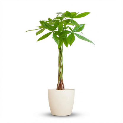 Pachira Aquatica avec Potter blanc - 80cm - Ø21
