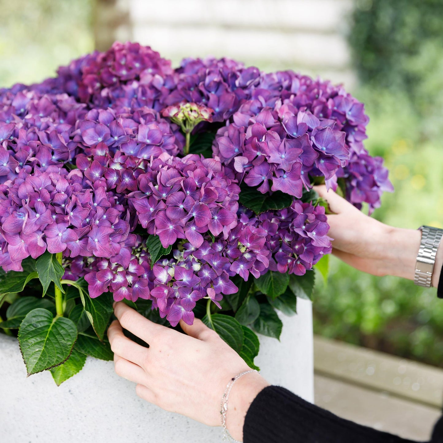 Hortensia Hydrangea Forever & Ever bleu, une main ajuste ses fleurs généreuses dans un pot de terrasse. Idéal pour un jardin ou un balcon fl