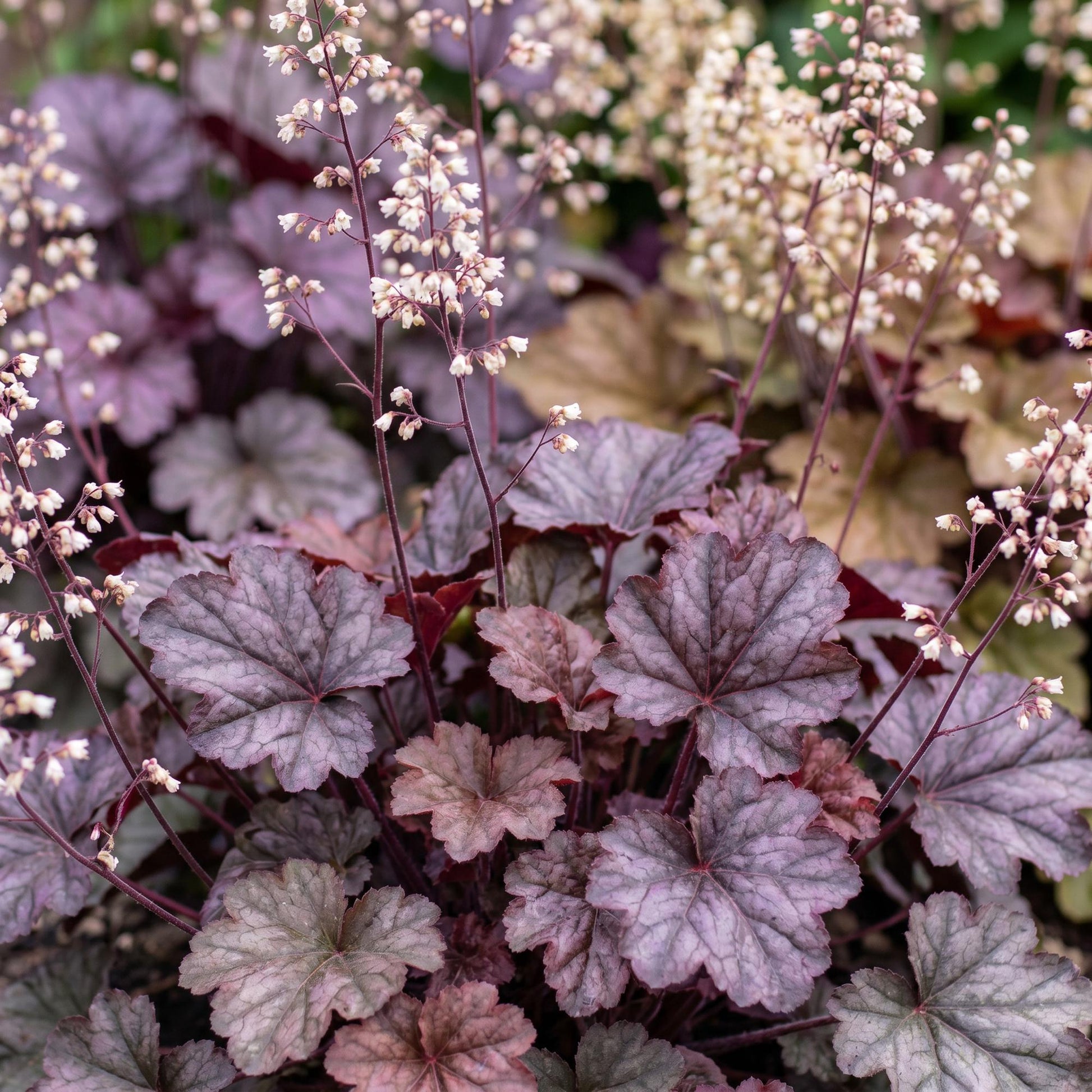 Heuchera micrantha 'Palace Purple' avec son feuillage pourpre et de délicates fleurs blanches qui s'élèvent au-dessus.