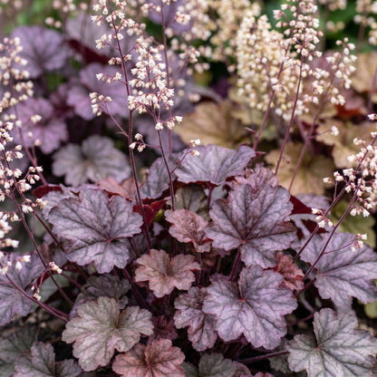 Heuchera micrantha 'Palace Purple' avec son feuillage pourpre et de délicates fleurs blanches qui s'élèvent au-dessus.