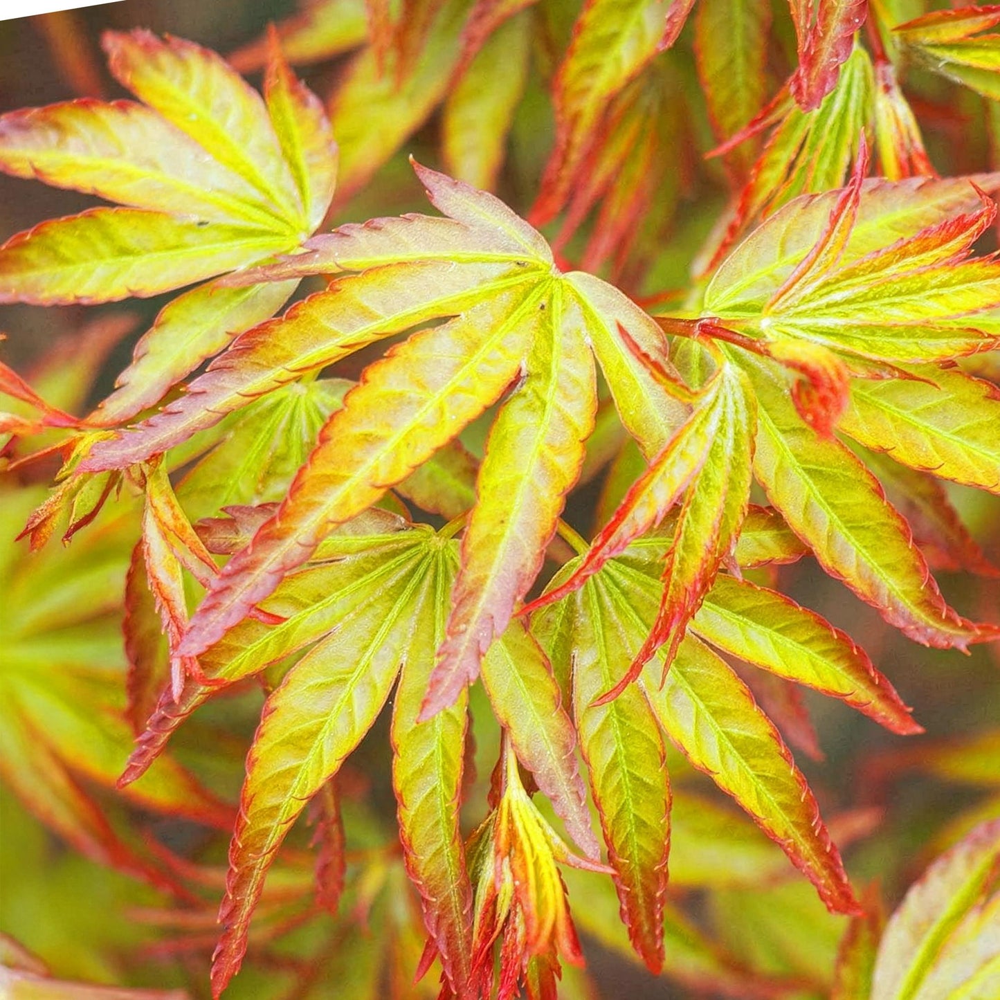 Acer palmatum Little Princess, gros plan sur le feuillage vert vif aux reflets rouge orangé de l'érable du Japon.