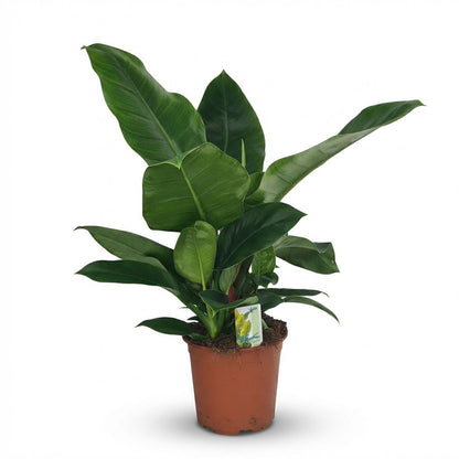 Philodendron Imperial Green plante d'intérieur en pot 19cm, feuillage vert profond luisant, hauteur 65cm