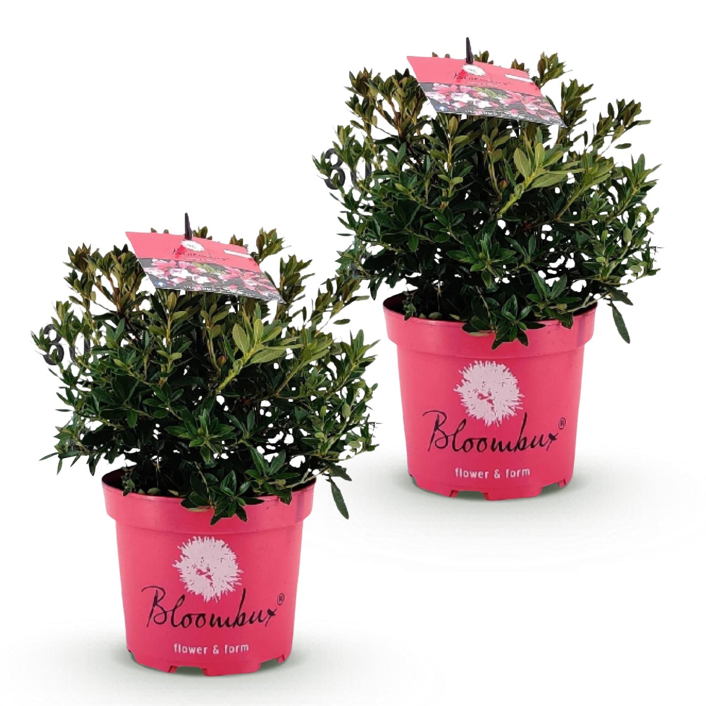 Rhododendron Bloombux rose clair, deux plants en pots roses alignés sur un fond blanc. Feuillage vert dense, prêt à être planté.