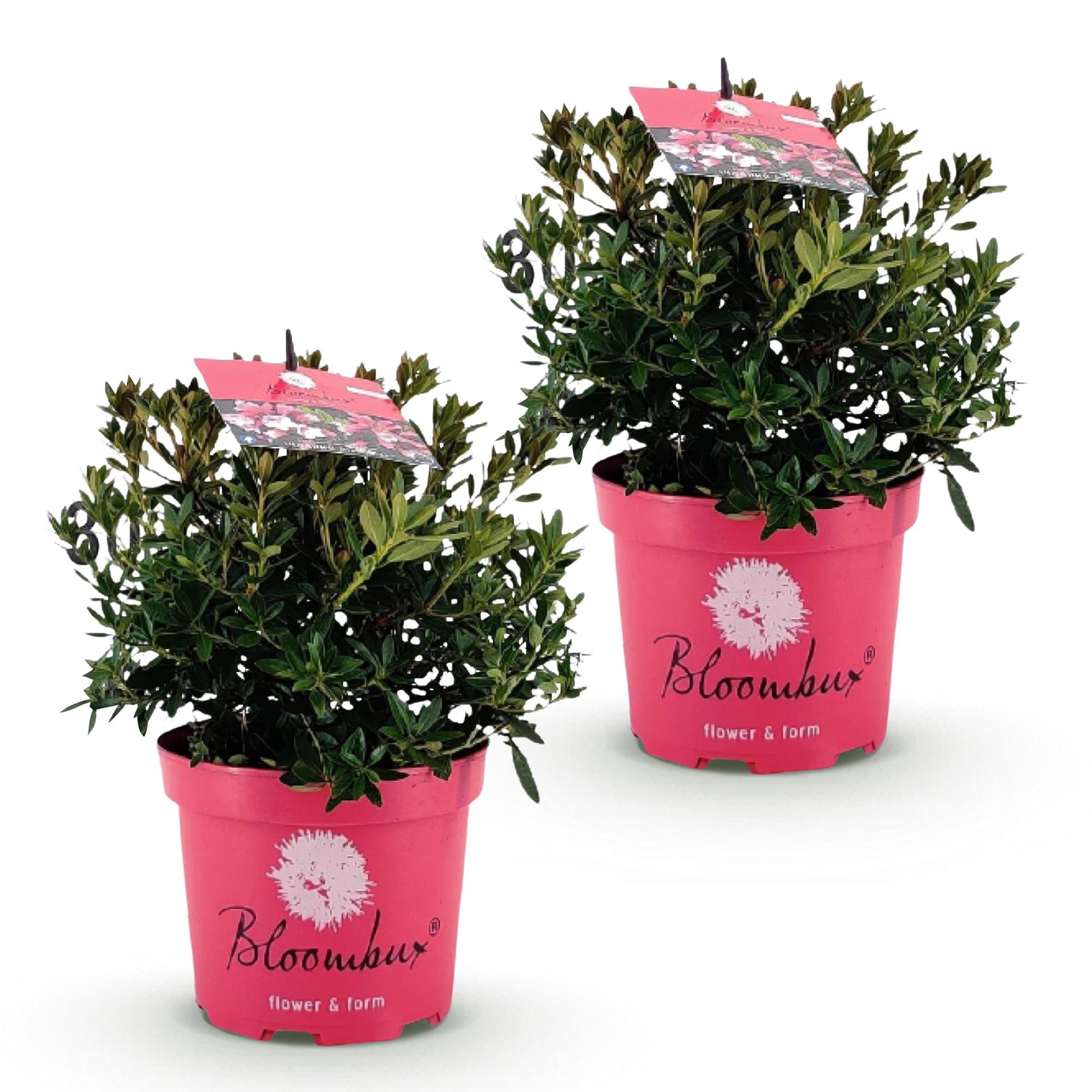 Rhododendron Bloombux rose clair, deux plants en pots roses alignés sur un fond blanc. Feuillage vert dense, prêt à être planté.