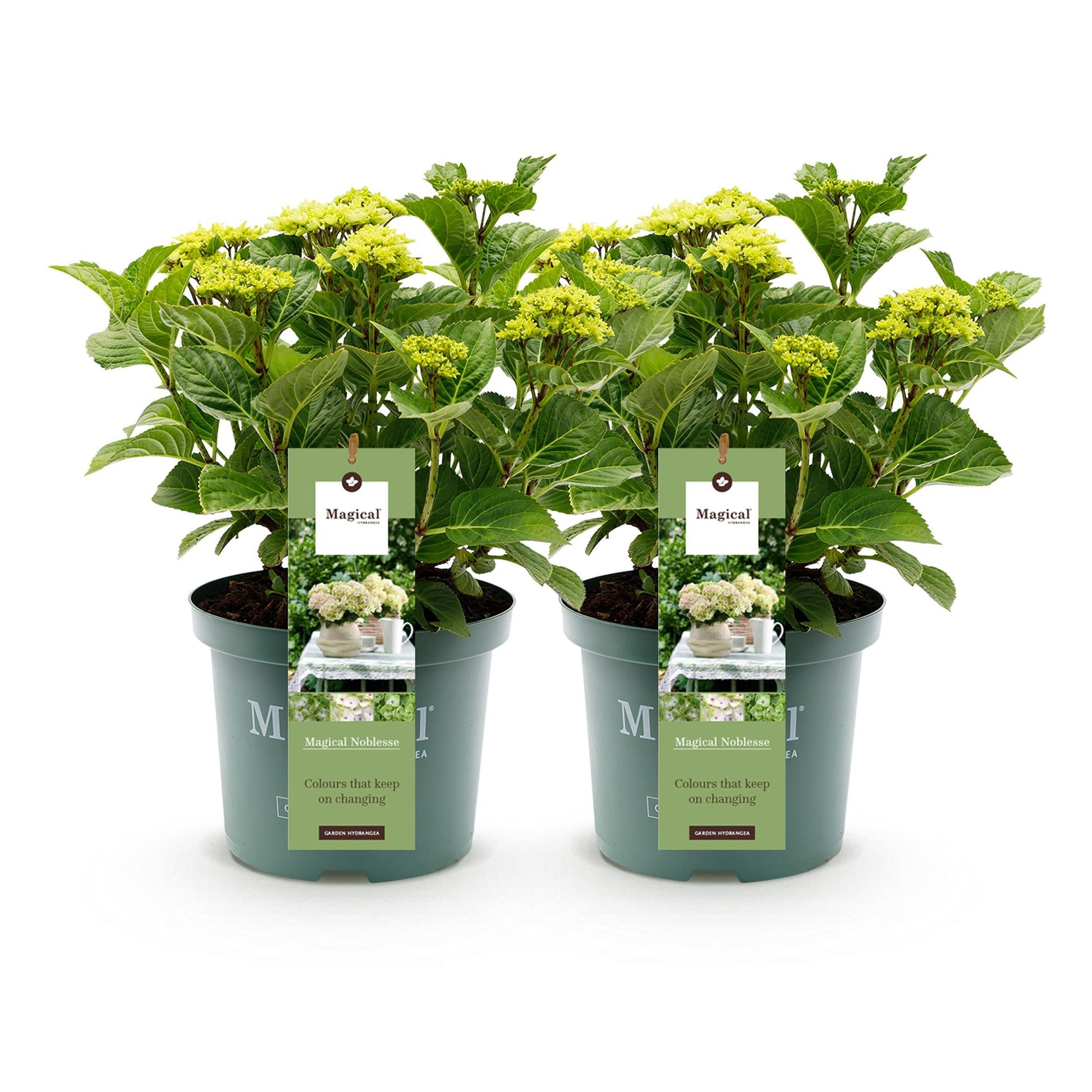 Hortensia Hydrangea Magical Nobless en pot, deux plants alignés sur fond blanc uni.