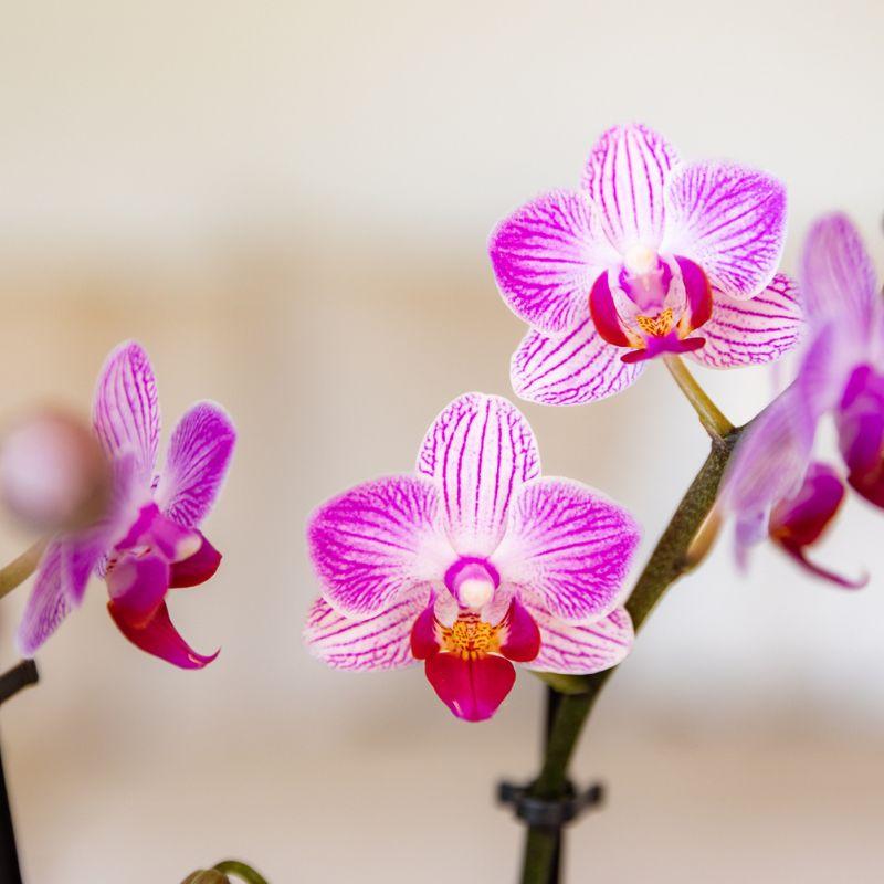 Orchidée Phalaenopsis rose en pot