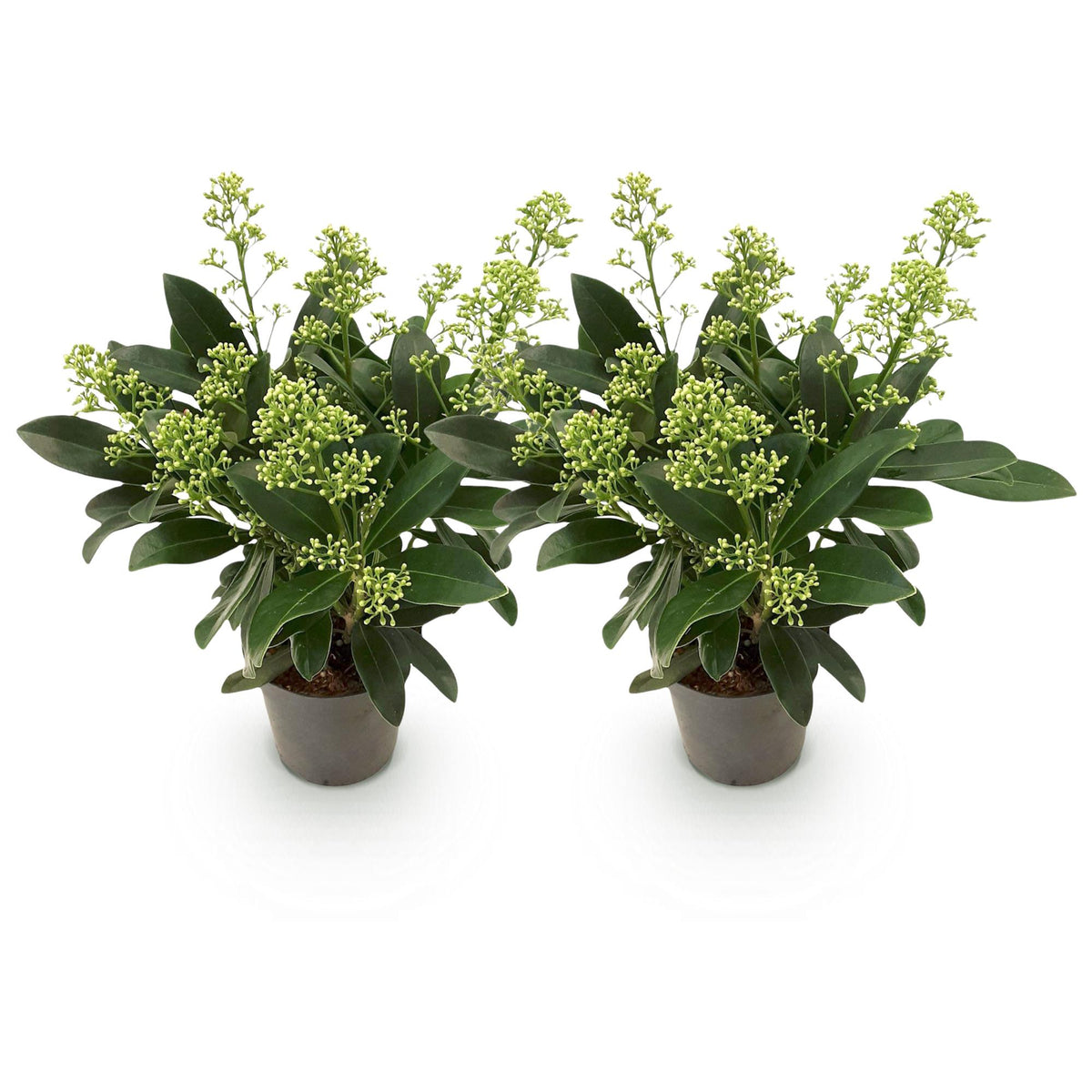 Skimmia 'Finchy' - lot de 2 plants en pot de 10,5 cm