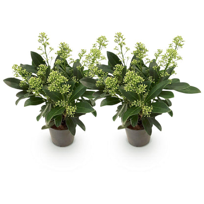 Skimmia 'Finchy' - lot de 2 plants en pot de 10,5 cm