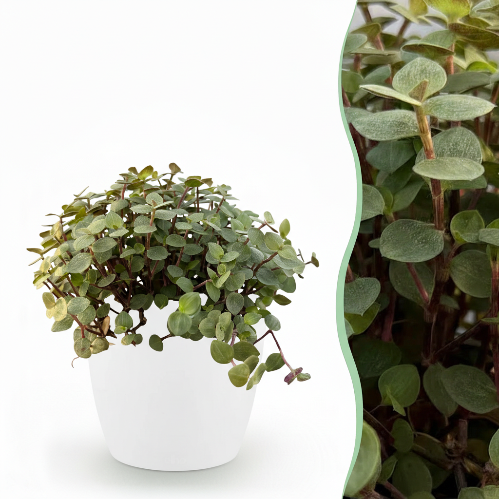 Plante d'intérieur - Calissia repens - Herbe à chat - Amie des animaux - Vert - 1 Plante - avec Potter Blanc - Pot 12cm - Hauteur 17-20cm