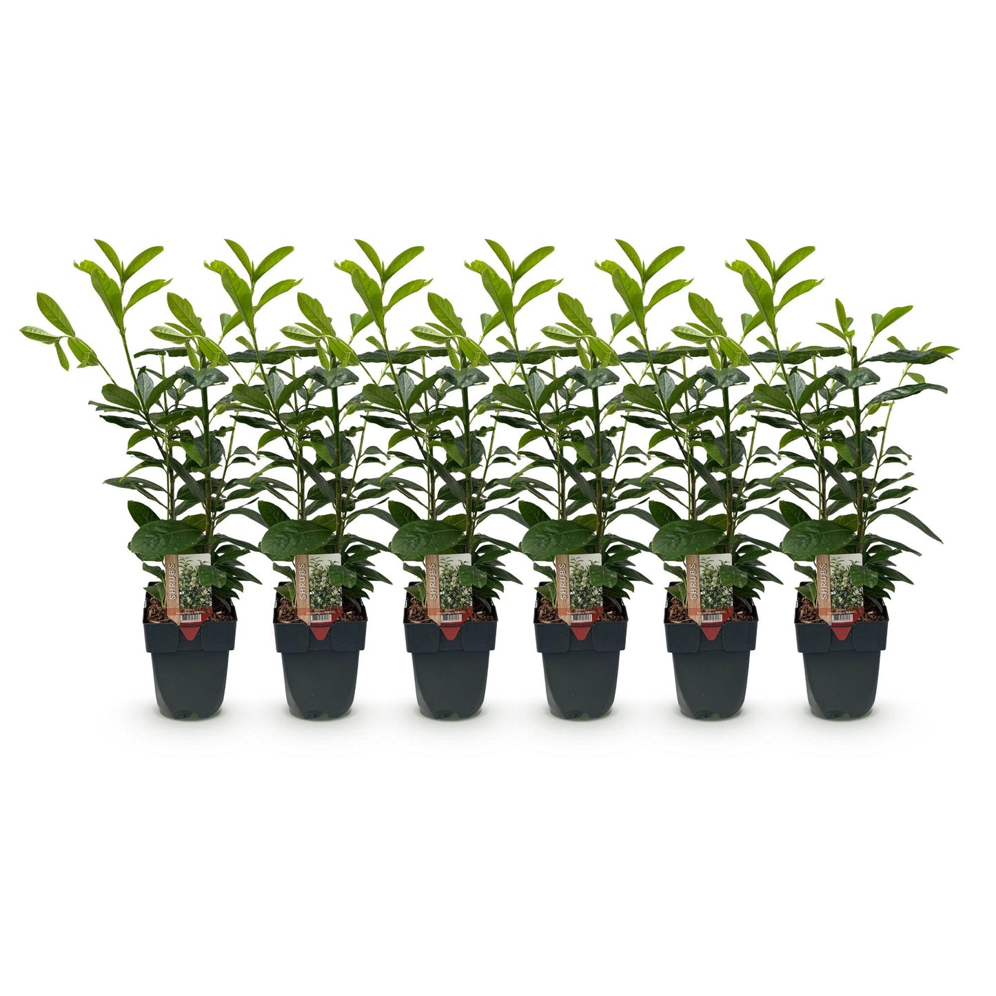 Prunus laurocerasus Novita, lot de 6 plantes en pot, feuillage vert foncé brillant sur fond blanc.
