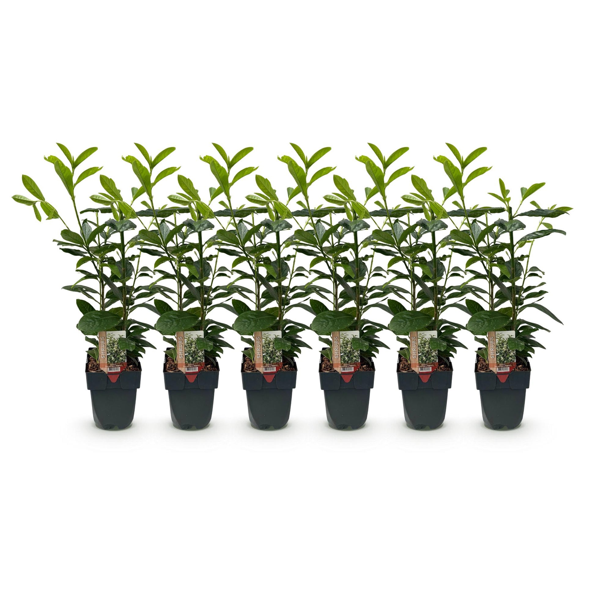 Prunus laurocerasus Novita, lot de 6 plantes en pot, feuillage vert foncé brillant sur fond blanc.