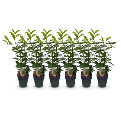 Prunus laurocerasus Novita, lot de 6 plantes en pot, feuillage vert foncé brillant sur fond blanc.