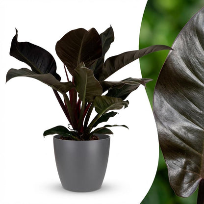Plante d'intérieur - Philodendron - Philodendron Imperial Red - Rouge - Entretien facile - 1 Plante - avec Potter Gris - Pot 19cm - Hauteur 60cm