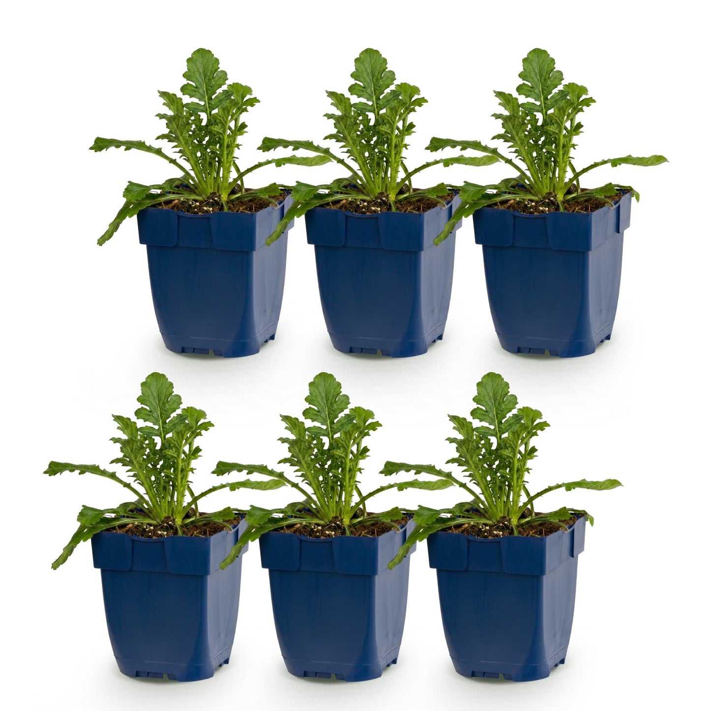 Scabiosa Duo 'Taubenkraut'. Lot de 6 jeunes plants verts en pots bleus, alignés sur un fond blanc pur.