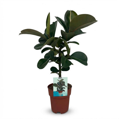 Plante d'intérieur - Caoutchouc - Ficus Elastica Cloe - Vert - Peu d'entretien - 1 Plante - Pot 19cm - Hauteur 65cm