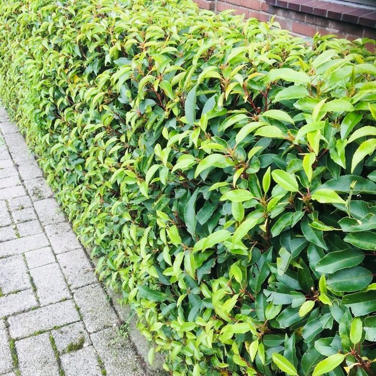 Prunus lusitanica Angustifolia : haie dense de laurier du Portugal aux feuilles vert vif, délimitant une allée pavée, sous un mur en briques