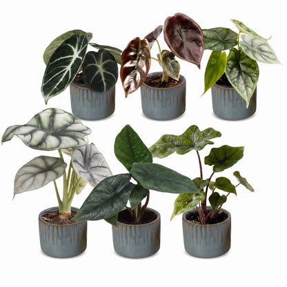 Bébés Alocasia de collection en pot de 6 cm, cache-pot bleu gris