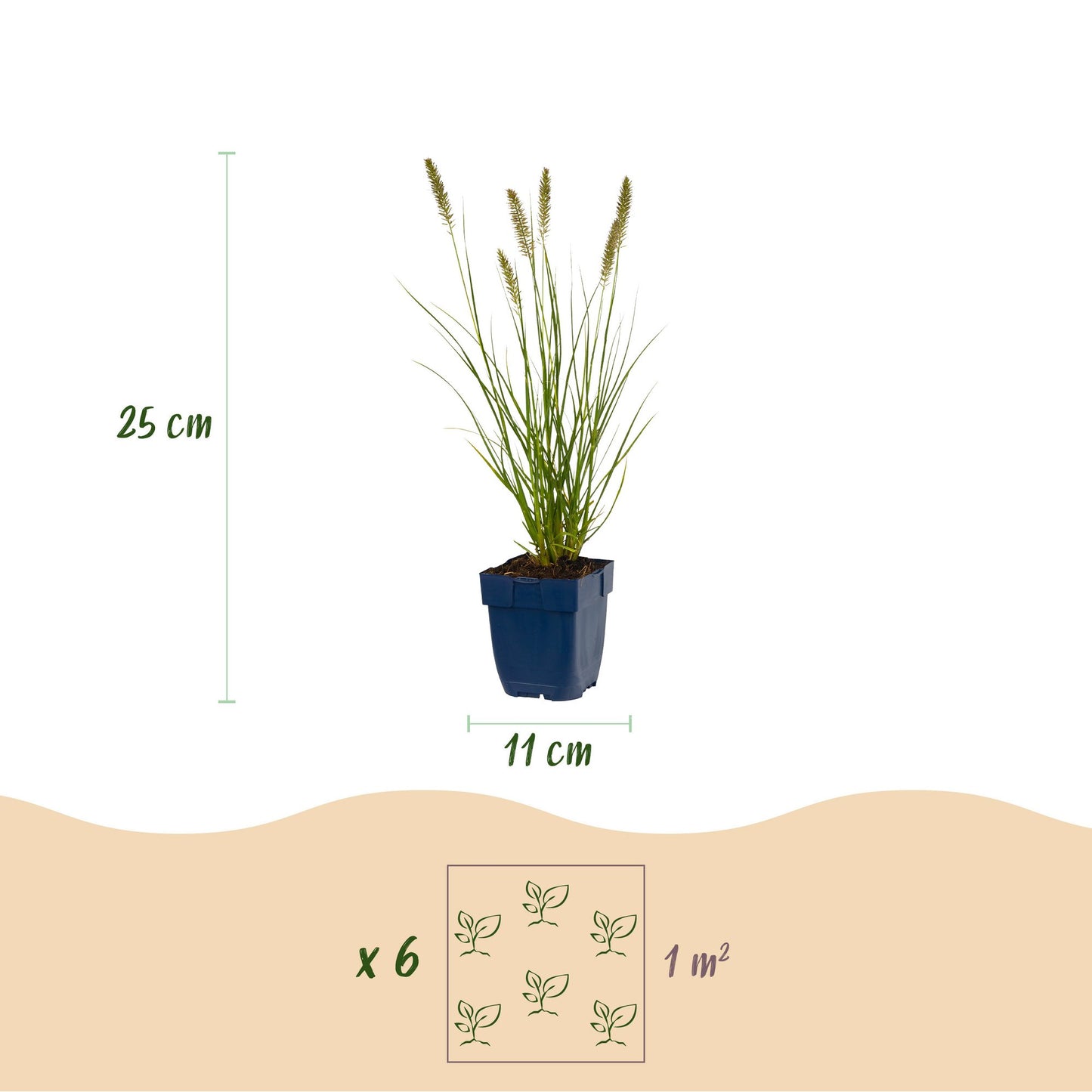 Pennisetum alop. Hameln : schéma d'un plant avec sa hauteur (25 cm) et le diamètre du pot (11 cm), ainsi que l'espacement pour 6 plants par 